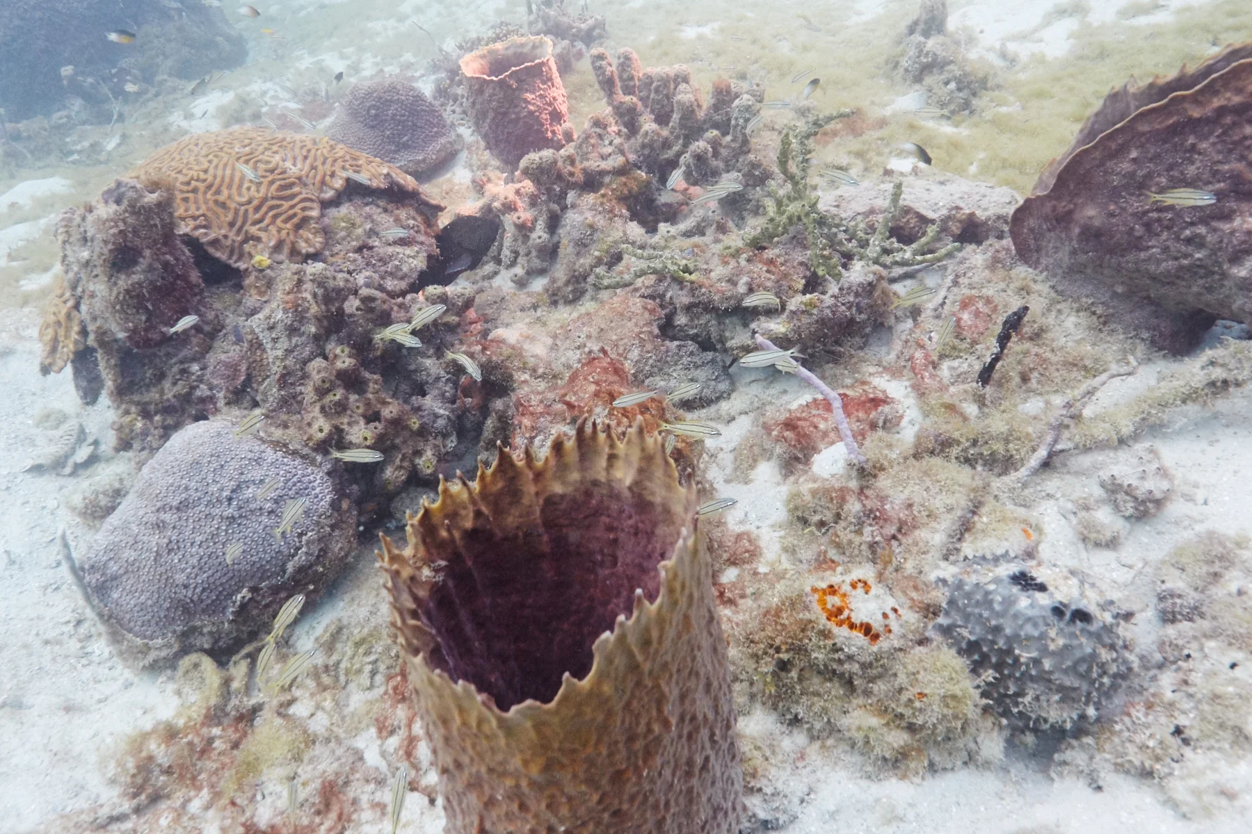 Marine Life