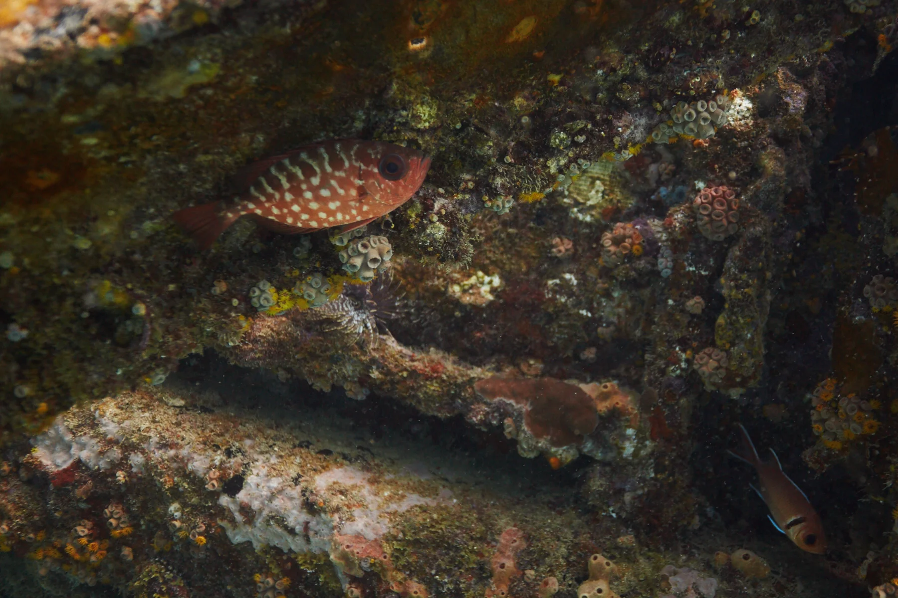 Glasseye Snapper