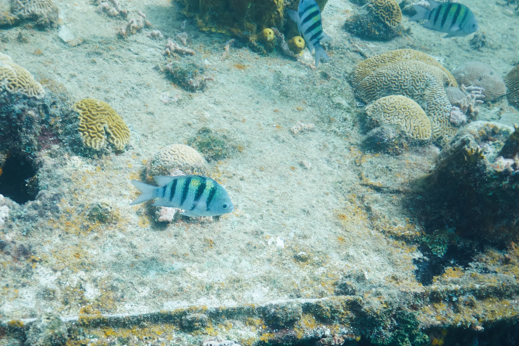 Sargent Major Damselfish