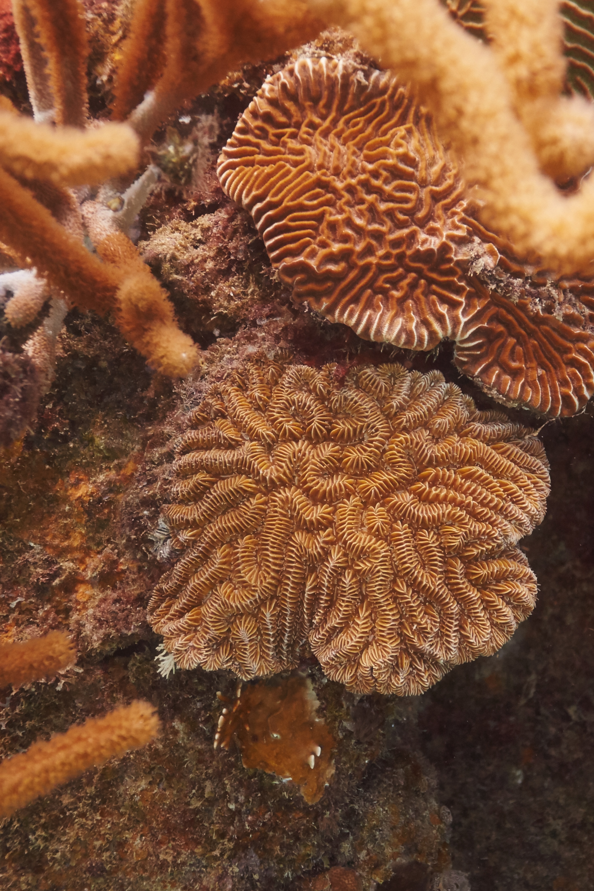 Maze Coral