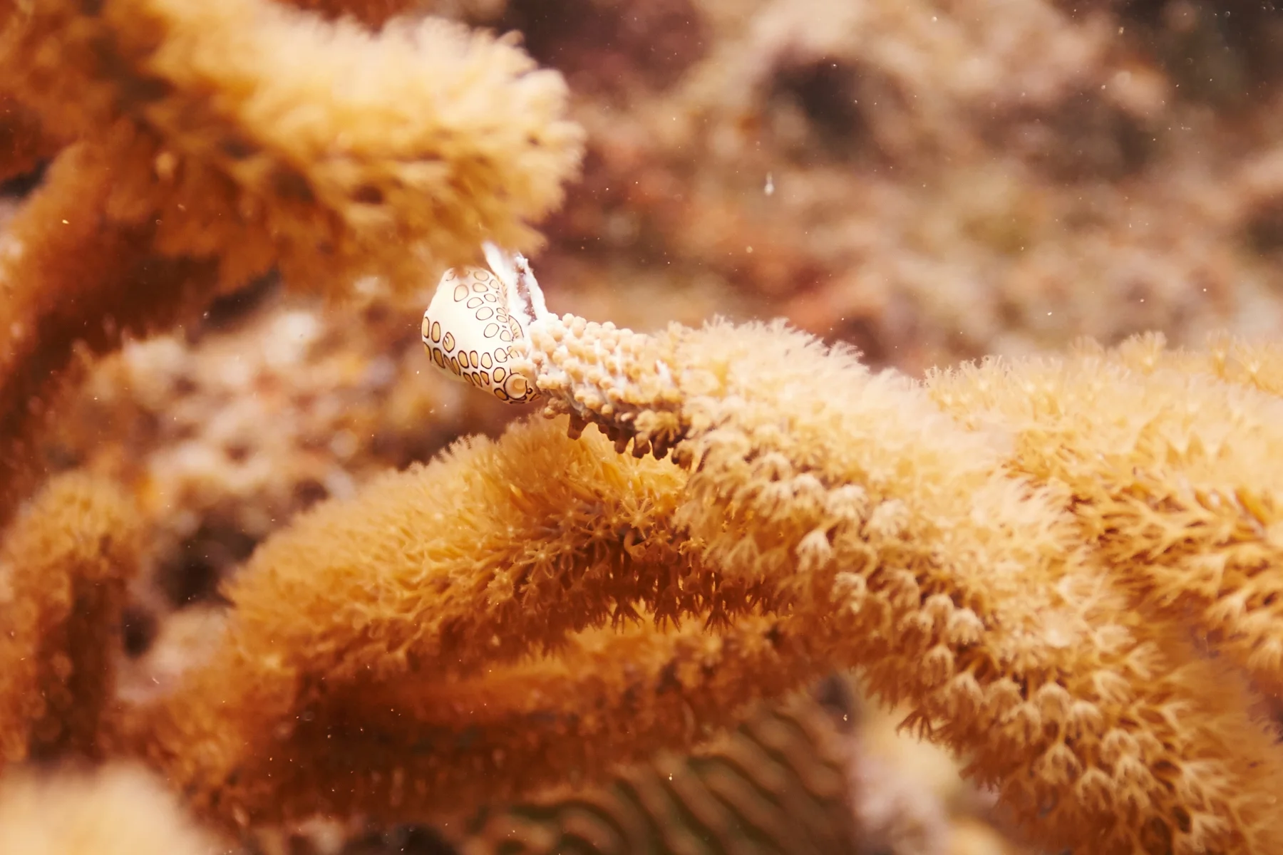 Flamingo Tongue Nudibranch