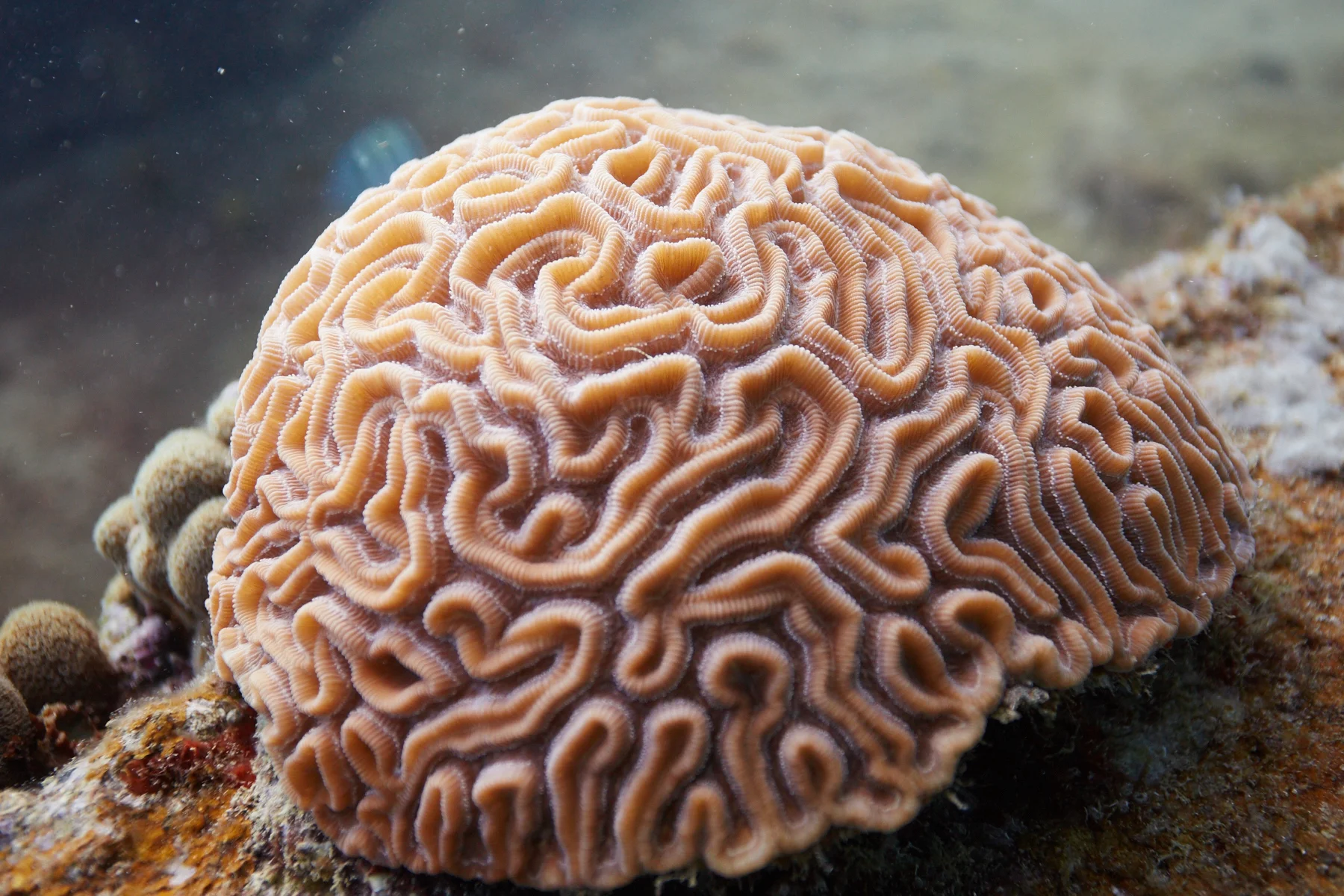 Grooved Brain Coral