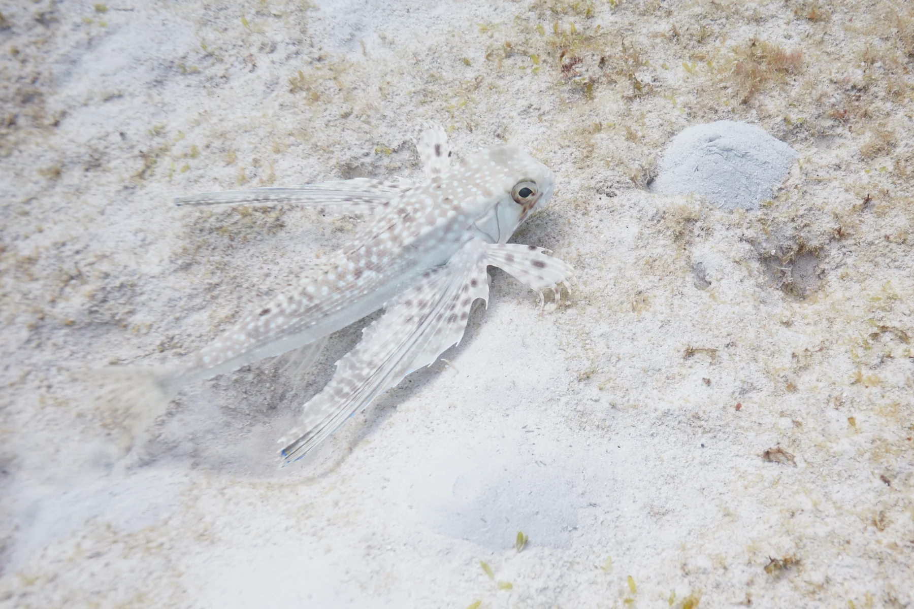 Flying Gurnard