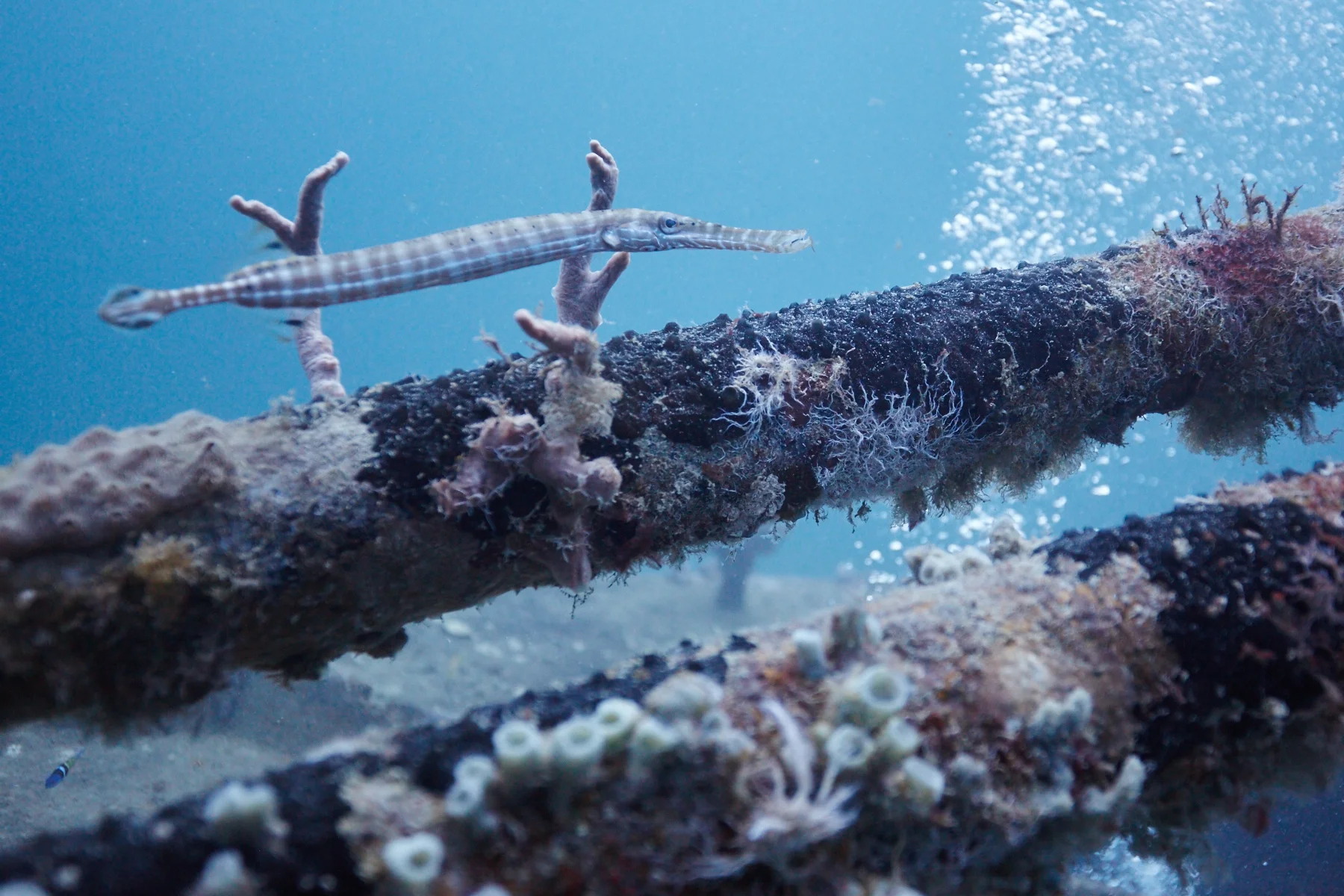Trumpetfish