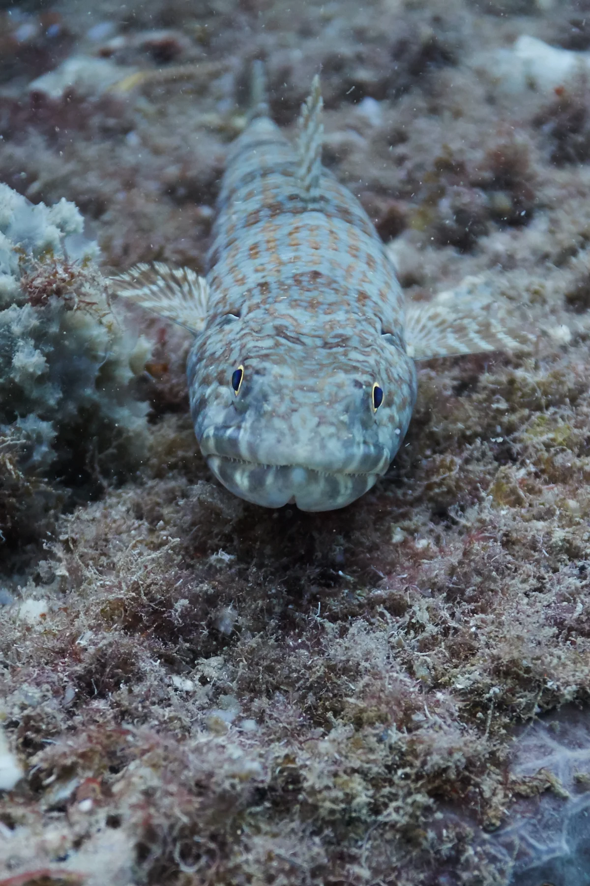 Sand Diver
