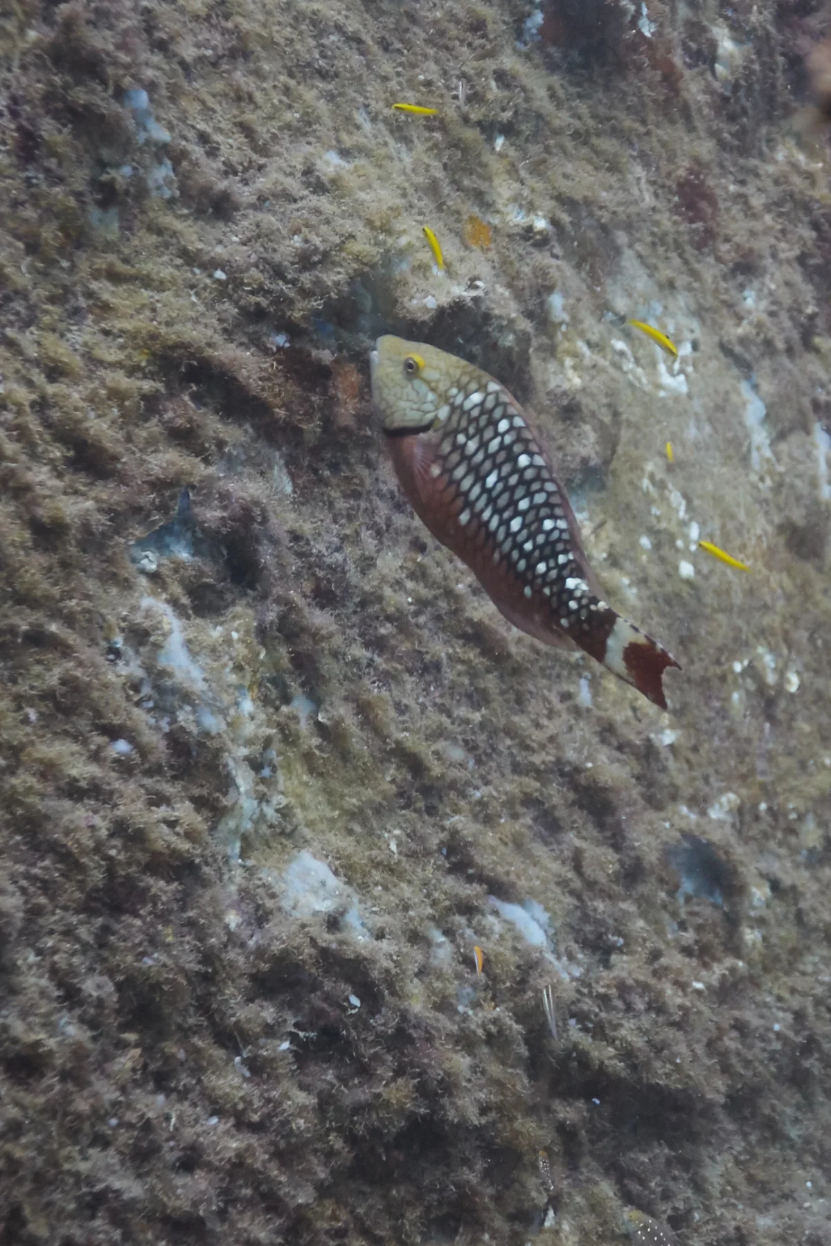 Stoplight Parrotfish
