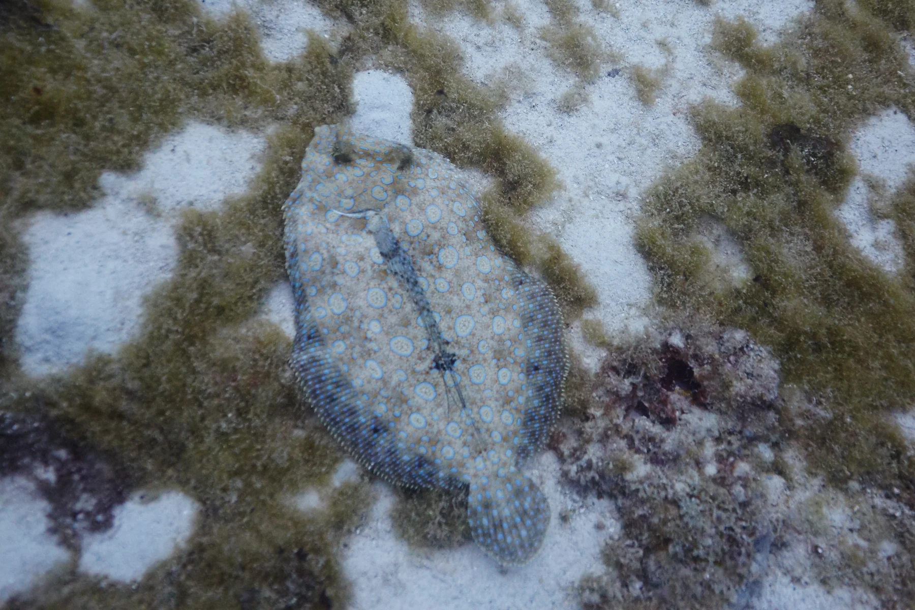 Peacock Flounder