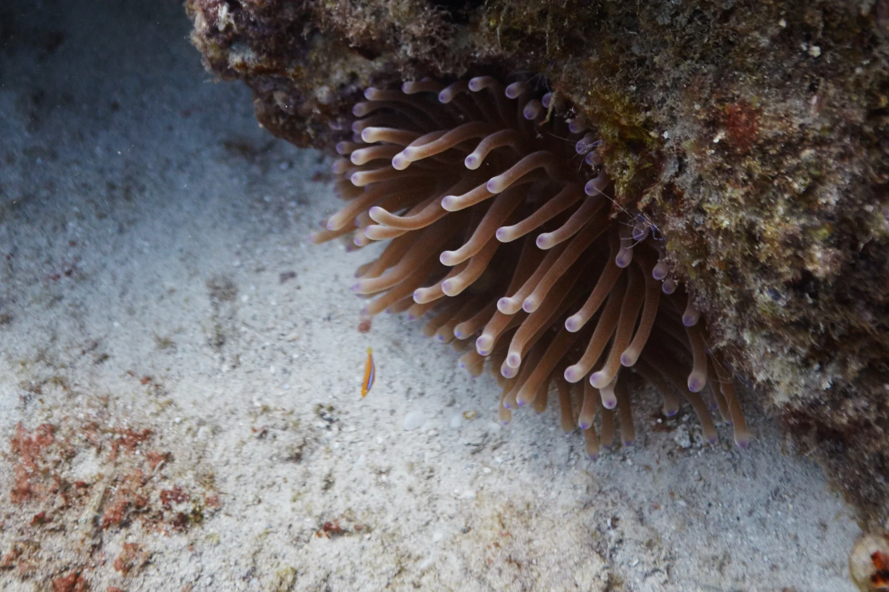 Condylactis Anemone