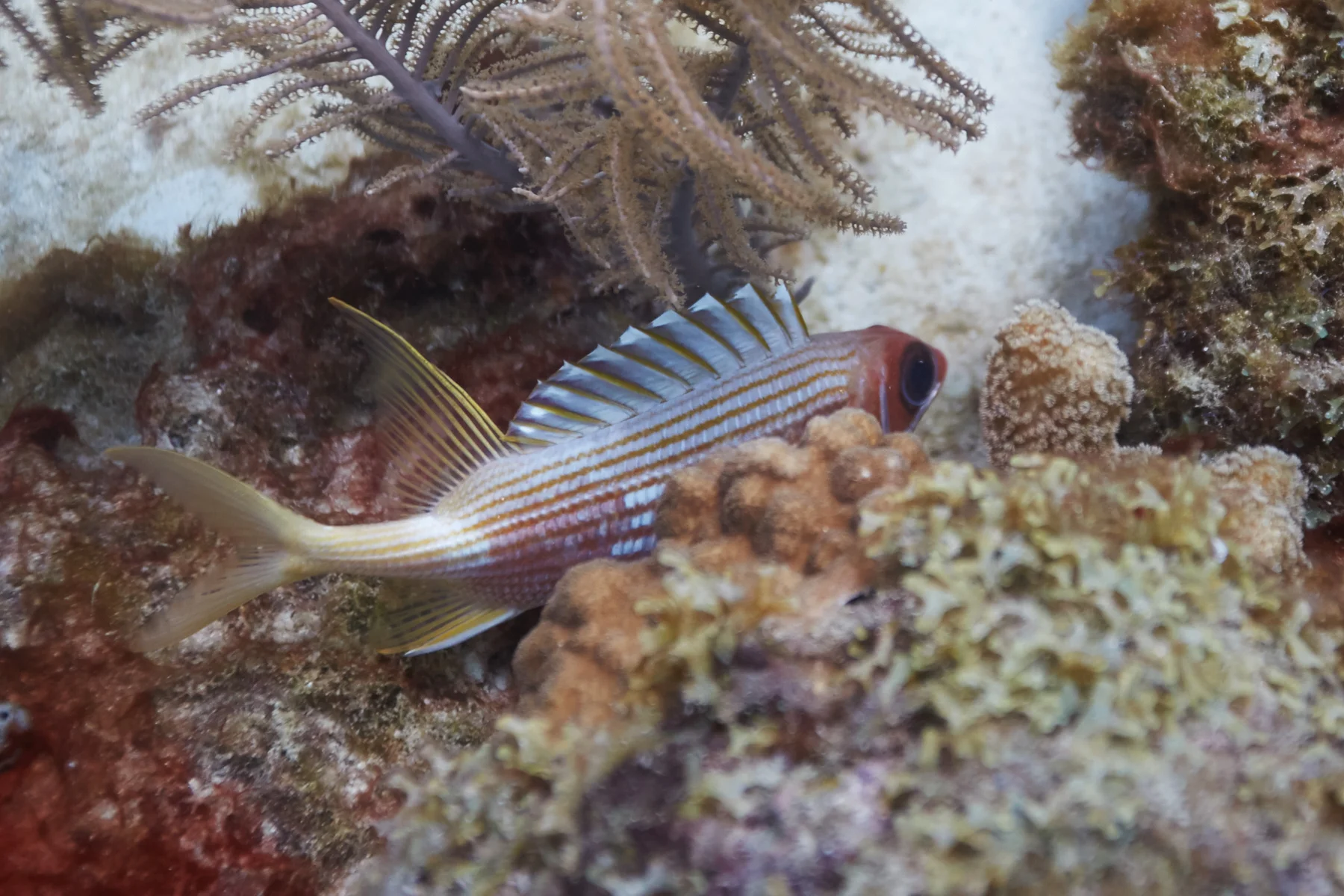 Longspine Squirrelfish