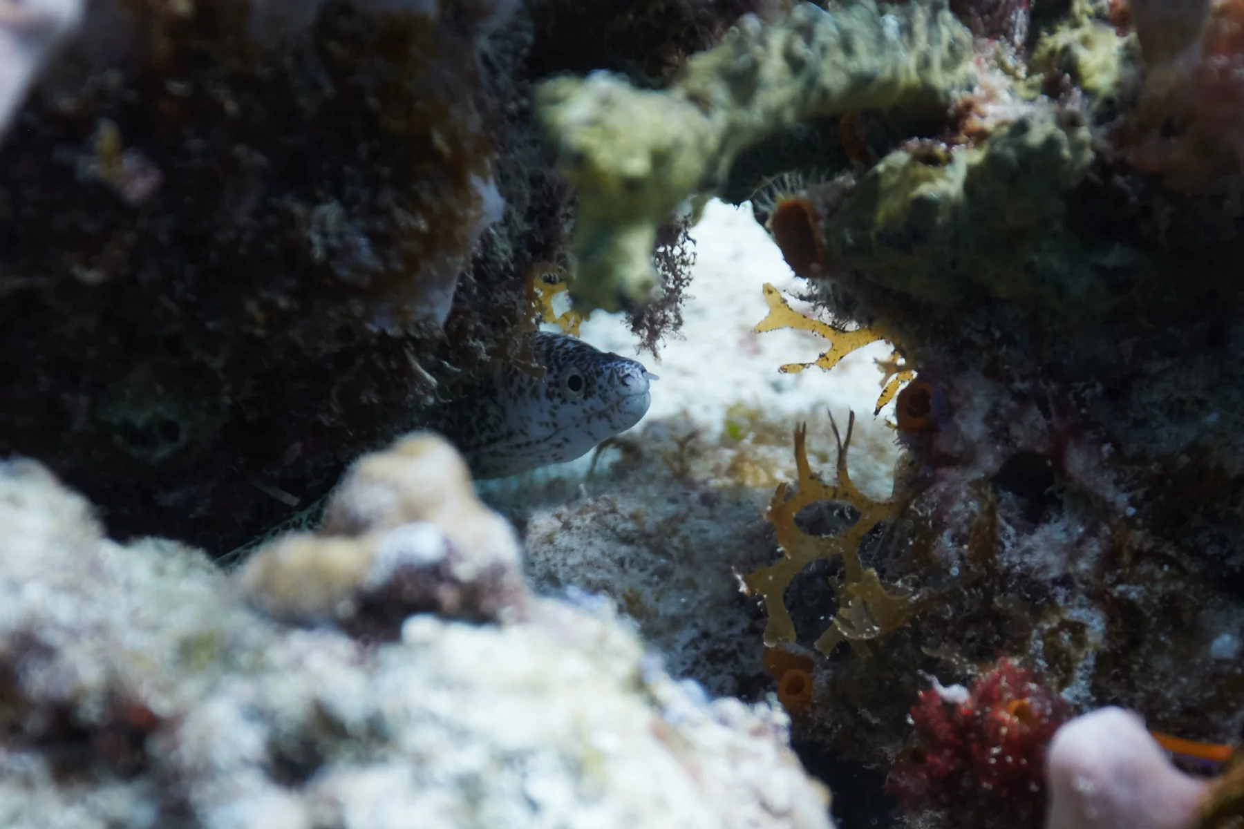 Spotted Moray Eel