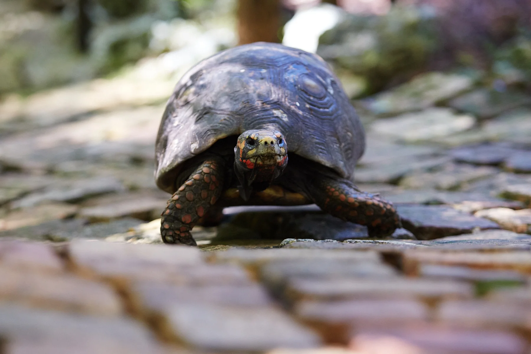 Tortoise