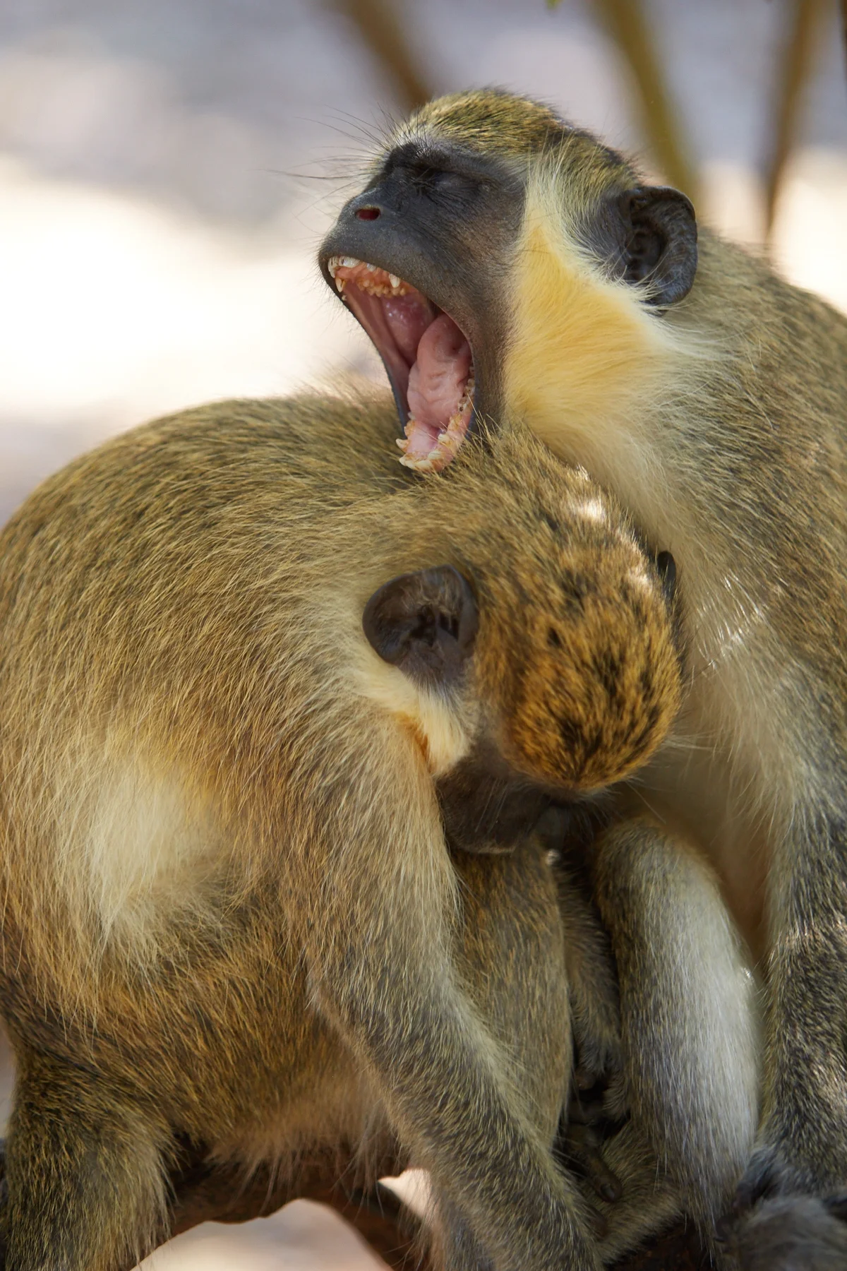 Yawn!