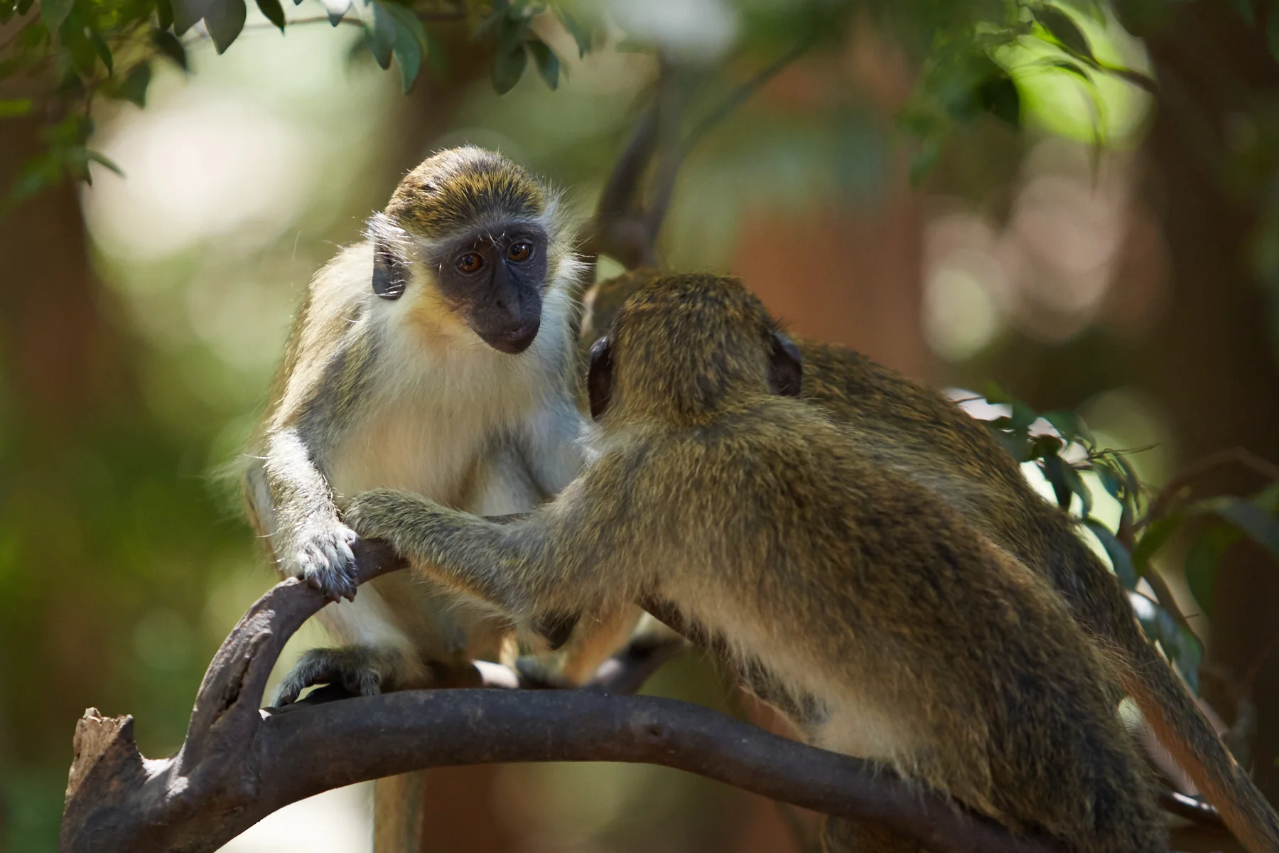 Green Monkeys