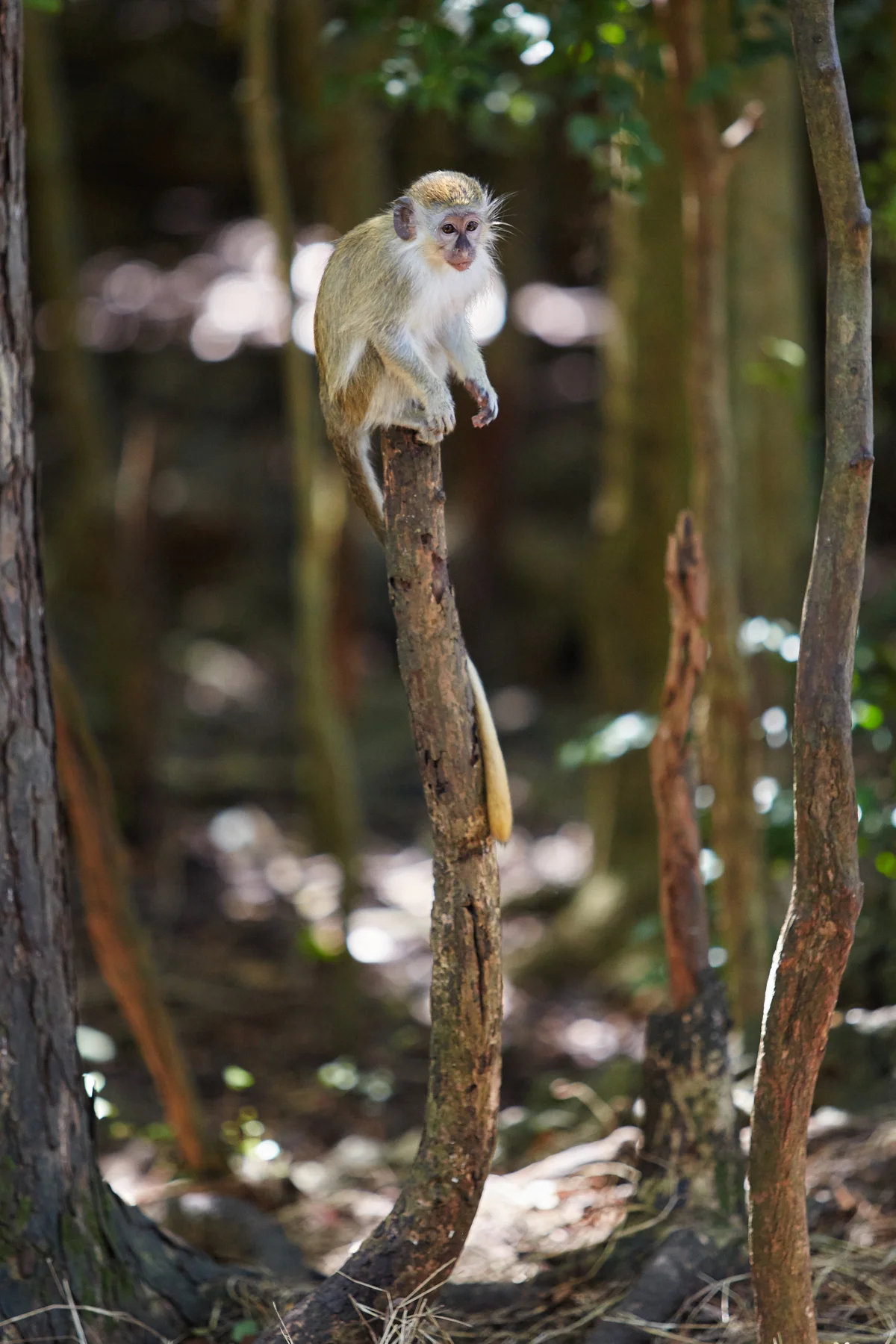 Green Monkey