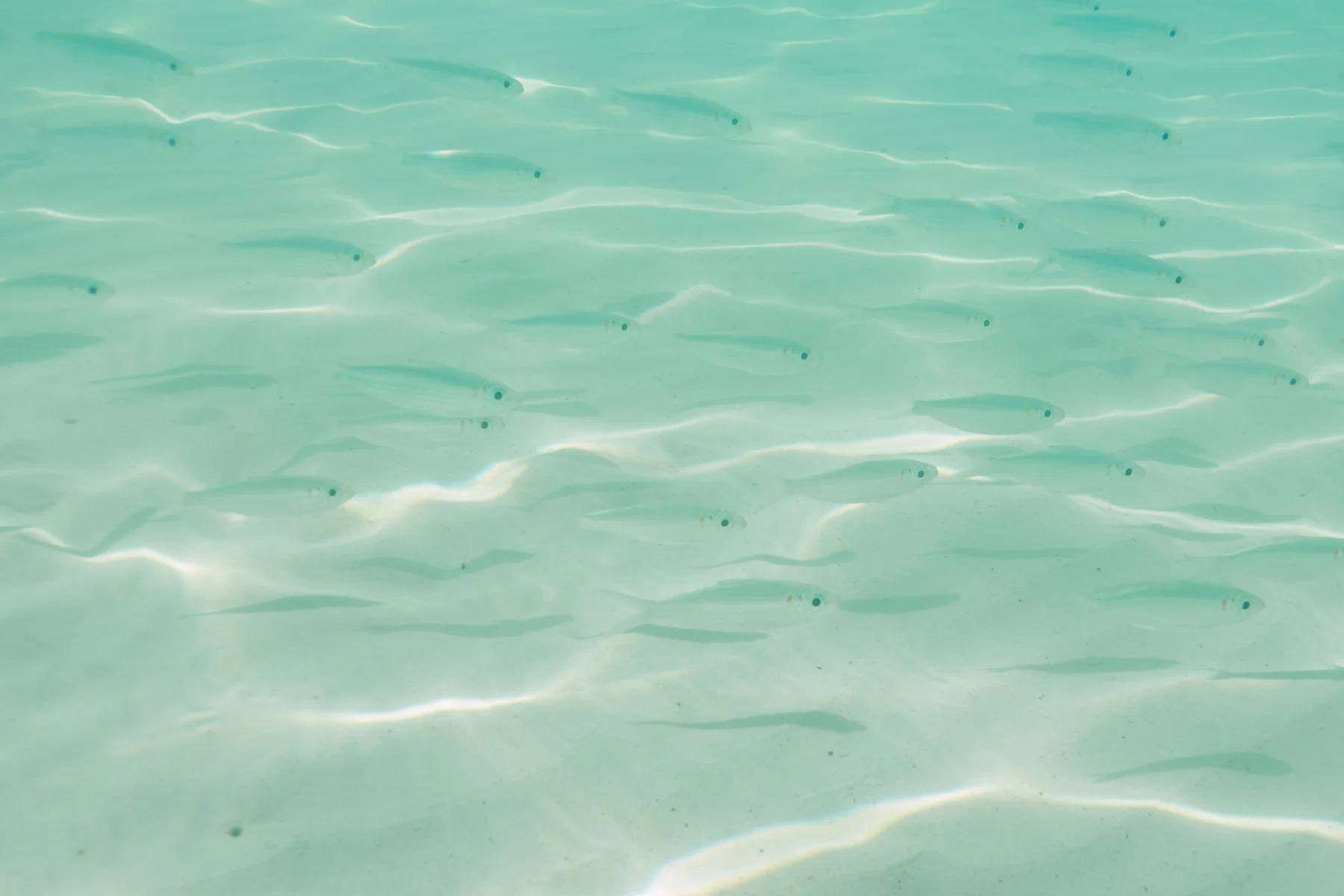 School of little fish