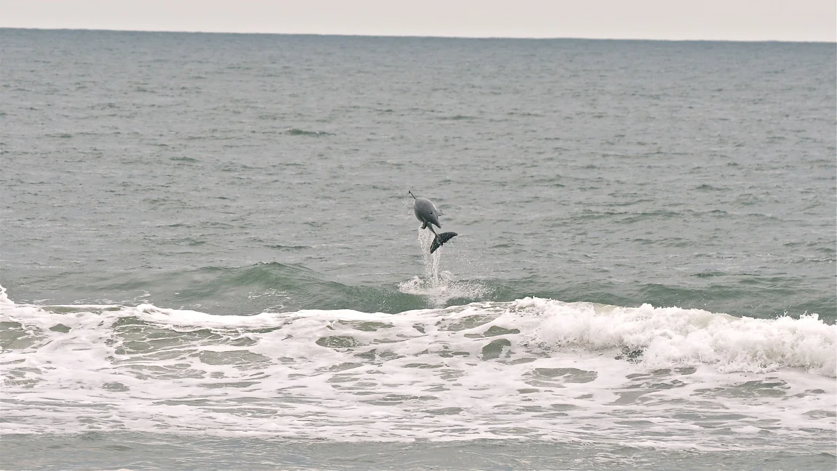 obx 2011-arden's day-10.jpg