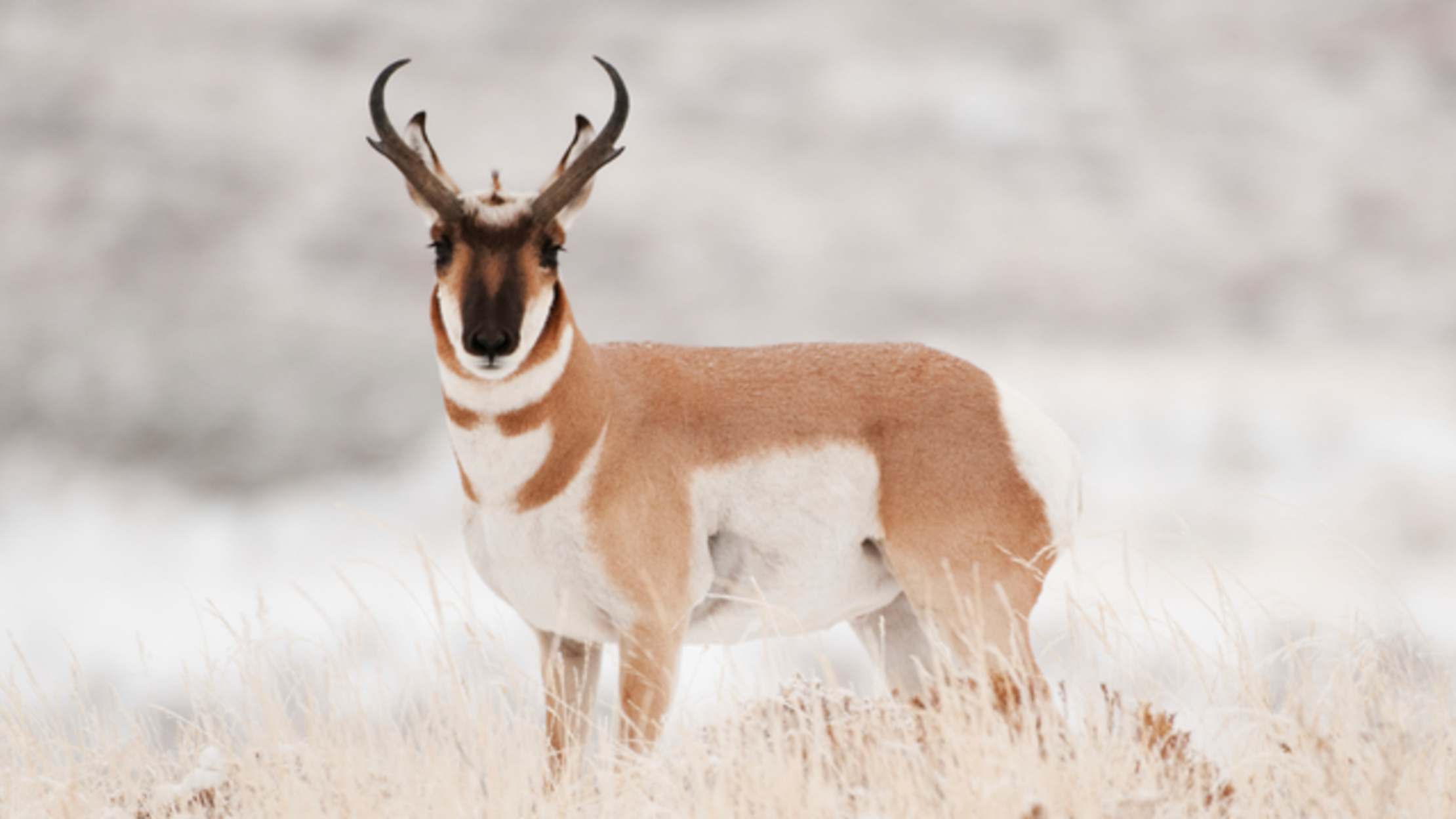 #377 Chainsaw Antelope