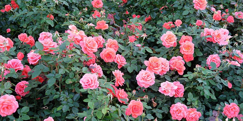 #390 Nuanced Rose Garden