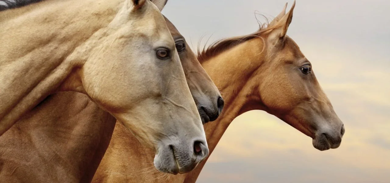 #1100 After Dark: 73 Years So Far