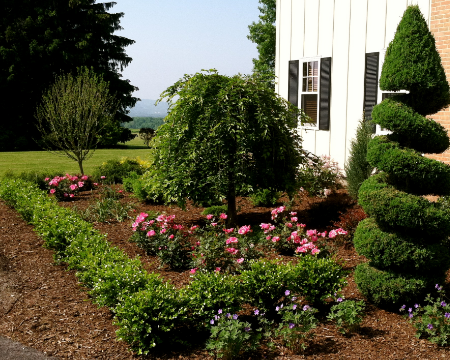 Boxwood, roses, weeping cherry and scented geraniums planted in Cortland, NY.