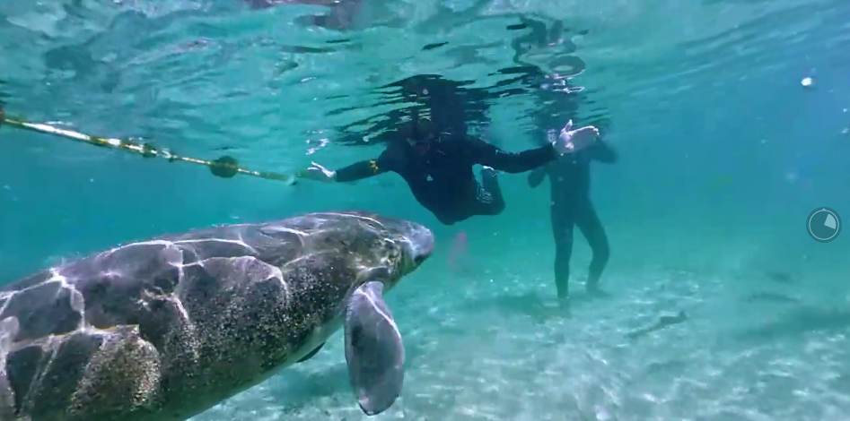 Toyota RAV4_Manatee_Final