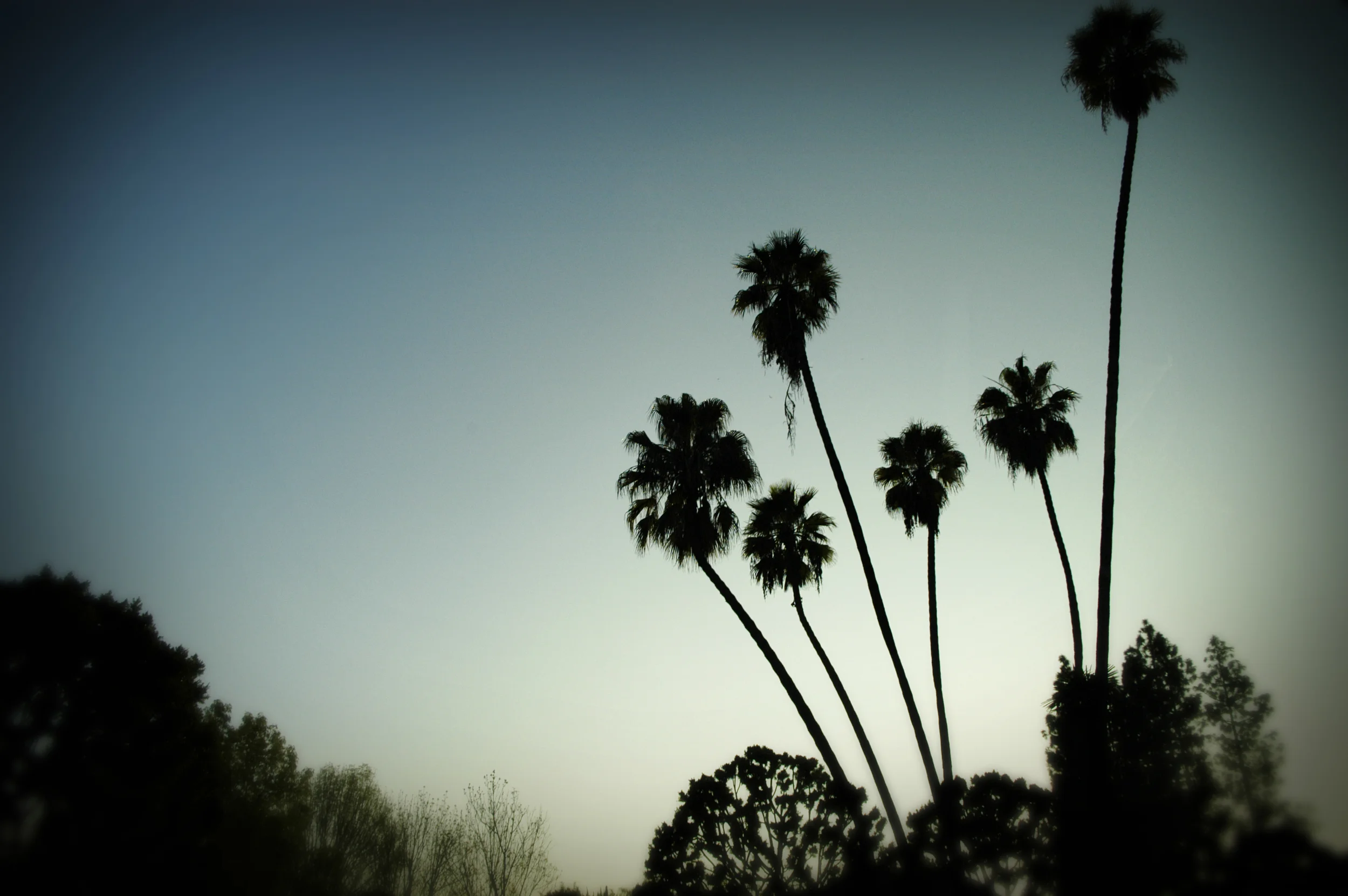 LA Trees.jpg