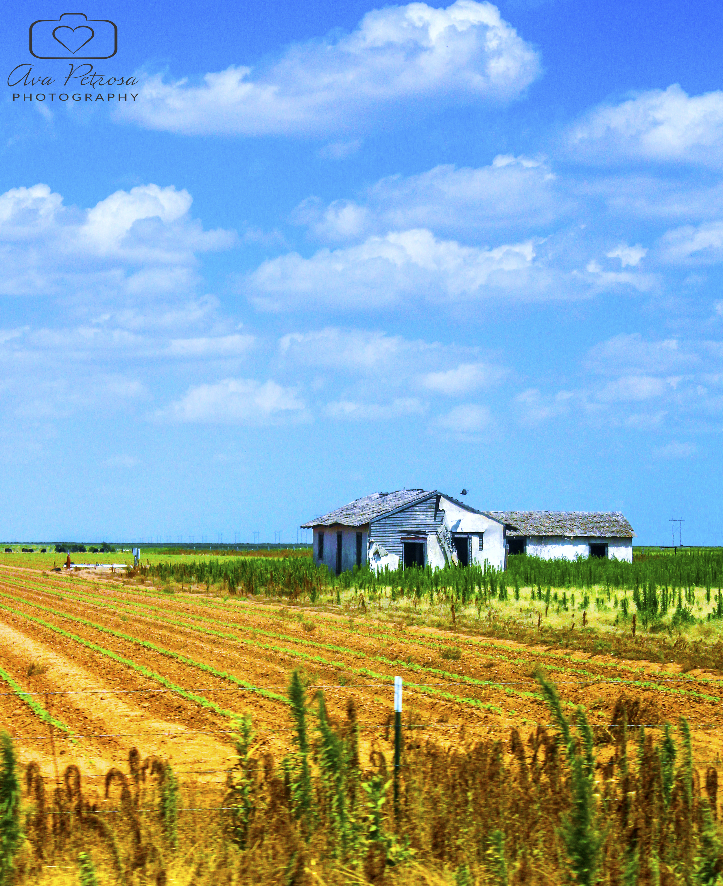 IMG_5024ground.jpg