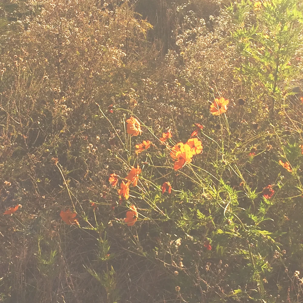 jotorrijos-jo-torrijos-asimplerdesign-atlanta-oakland-cemetery-flowers-nature-1.jpg
