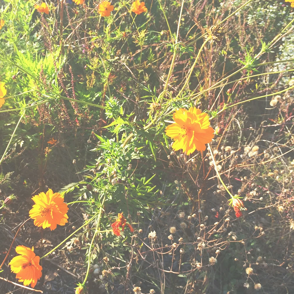 jotorrijos-jo-torrijos-asimplerdesign-atlanta-oakland-cemetery-flowers-nature-1.jpg