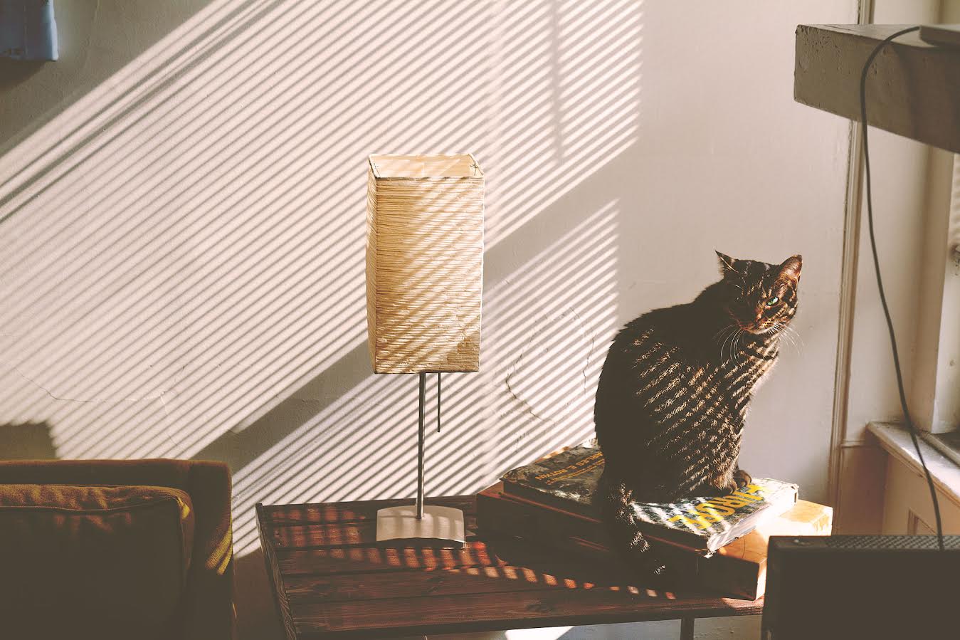 Cat Blinds.jpg