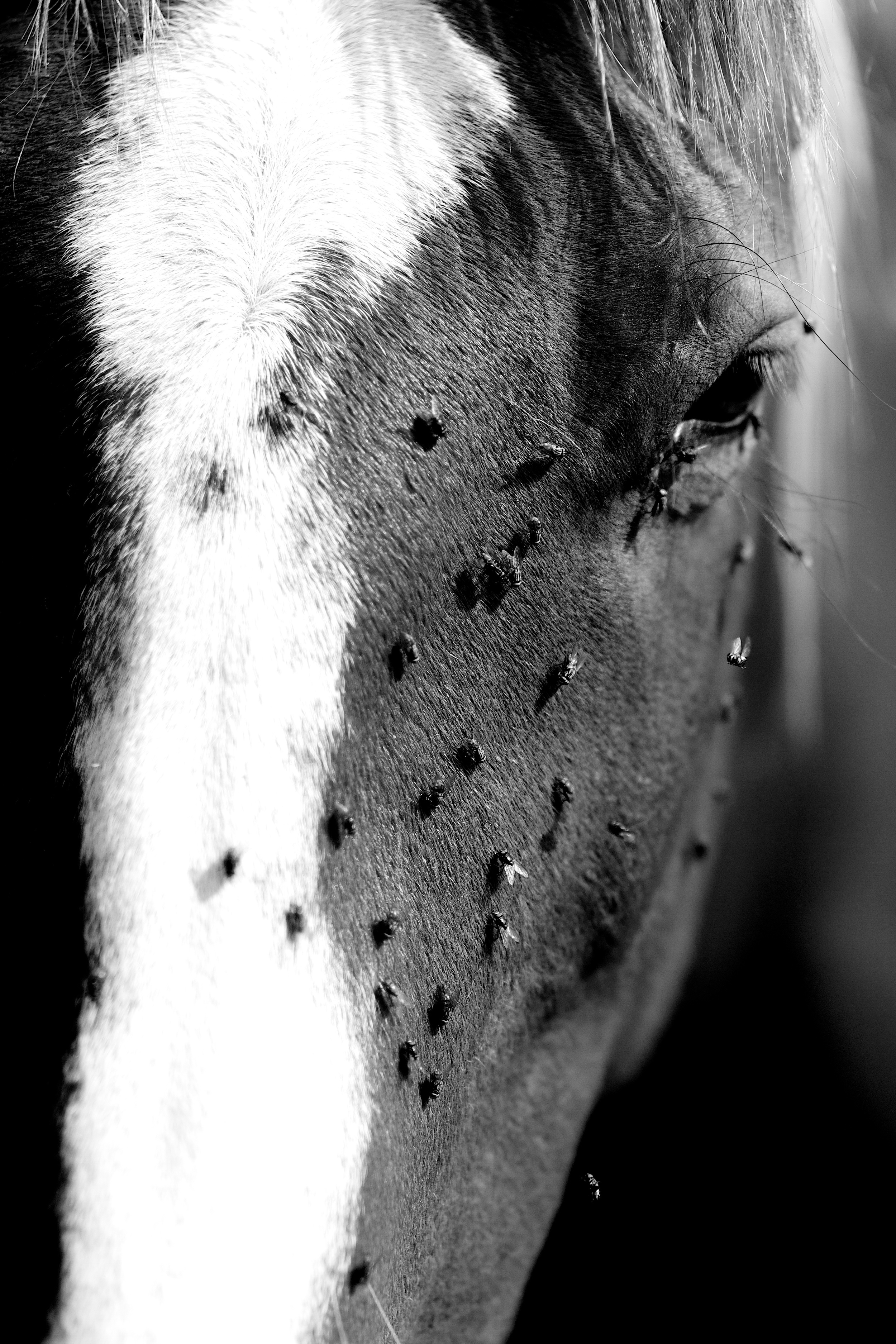 _MG_2802.jpg