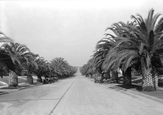 YOUNG CANARY ISLAND DATE PALM TREES WERE USED TO LINE THE STREETS OF OXFORD SQUARE, circa 1931.
