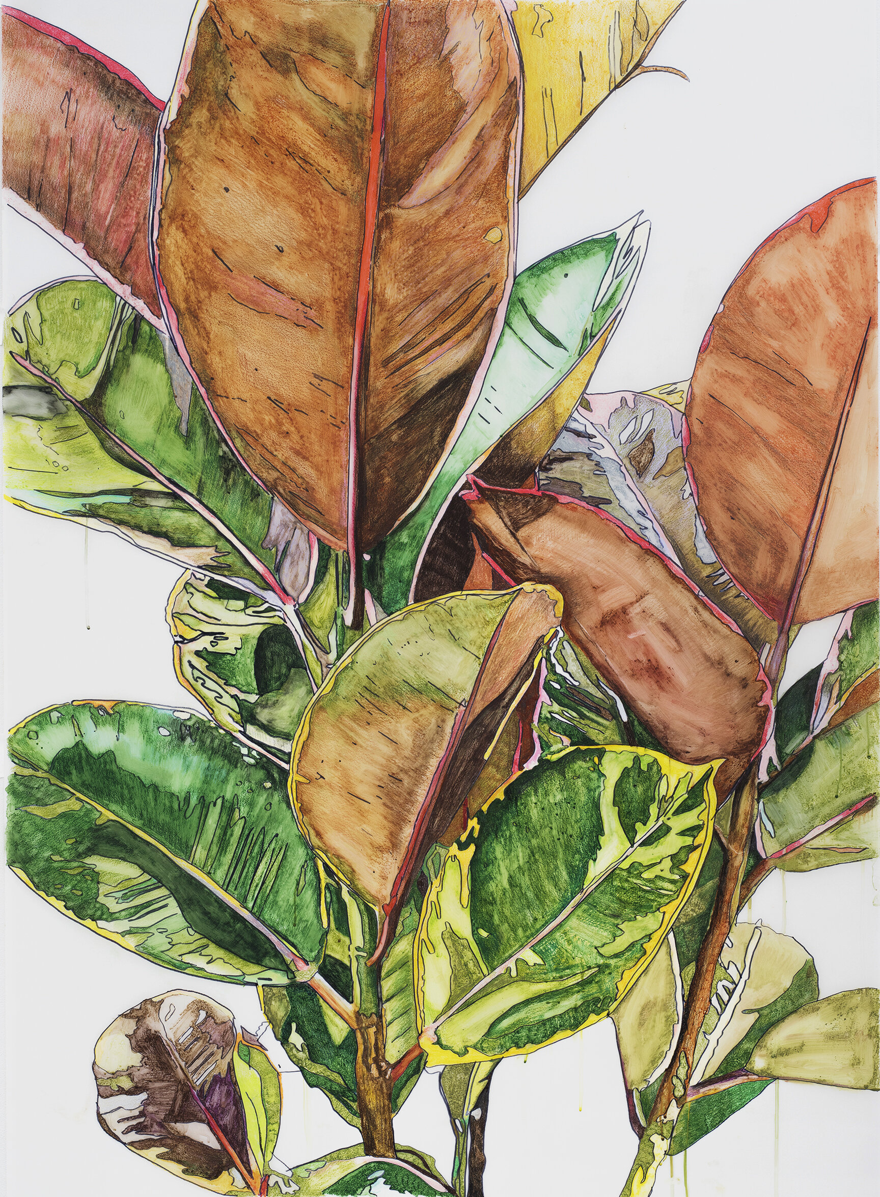 Ruby Ficus