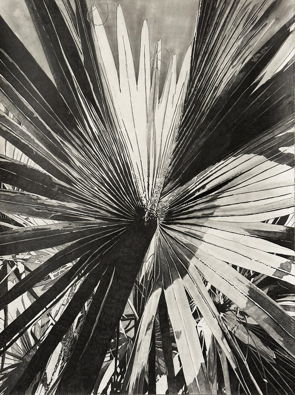 Untitled (Palm I) 30x22” Graphite on arches paper