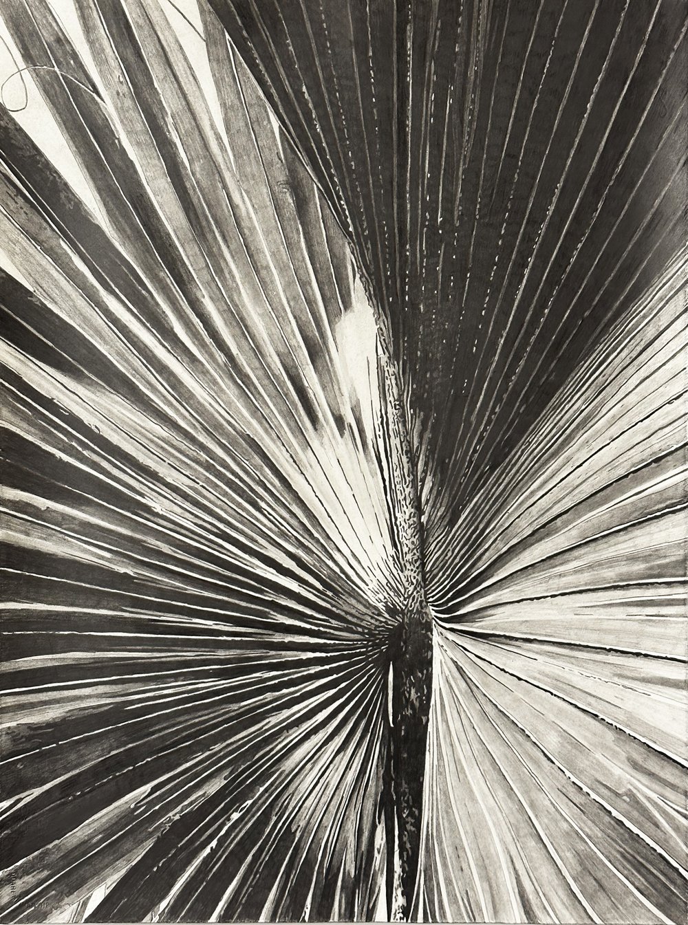Untitled (Palm II) 30x22” Graphite on arches paper