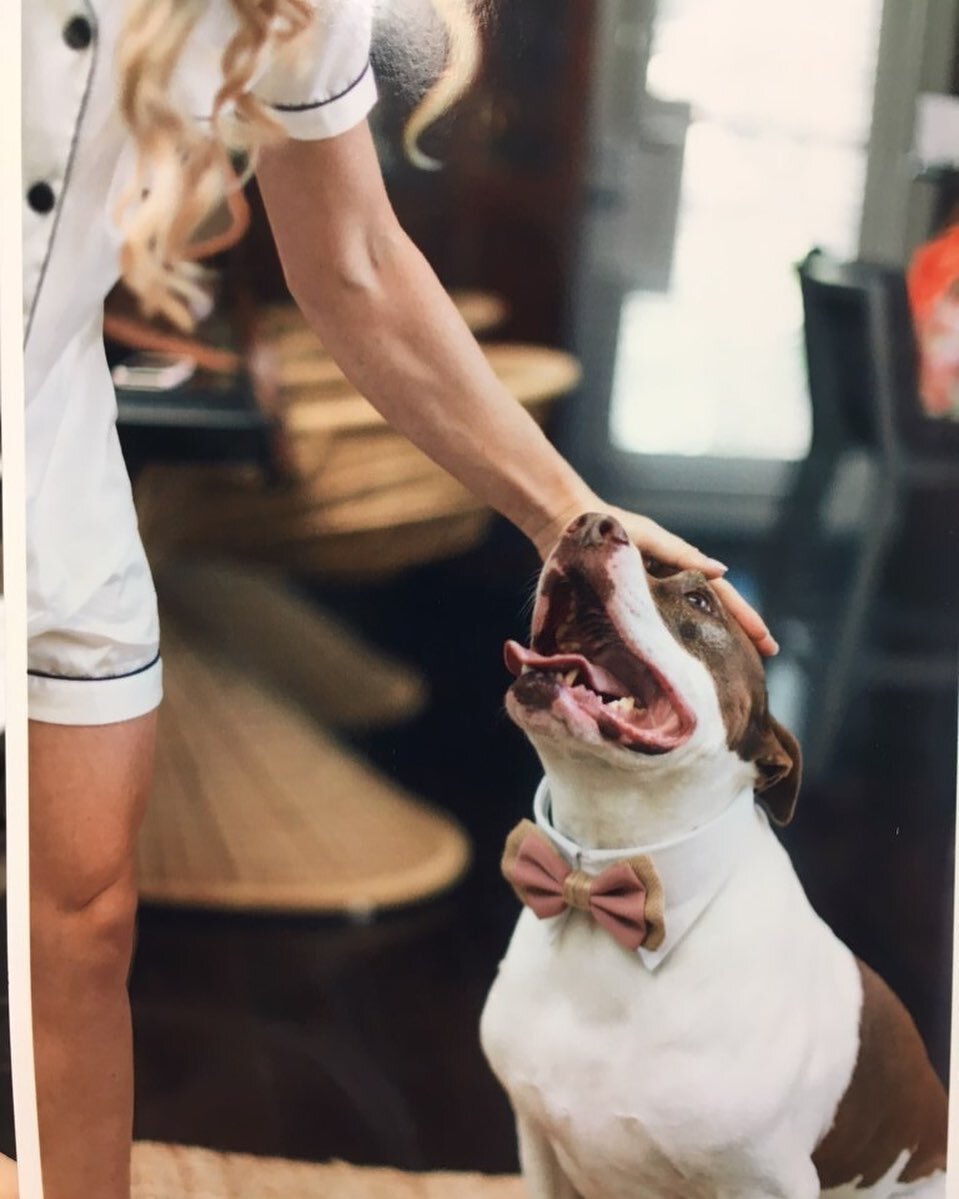 👰‍♀️ Wo(man)’s best friend…. Mason. 🎩 He was part of a wedding party last week! #mansbestfriendmonday
#royalpalmveterinarycenter