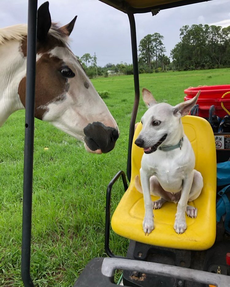 For your #mansbestfriendmonday and #NationalDayoftheHorse: this is Kelli’s crew 🐶Trigger the dog and 🐴 Reese the horse
#royalpalmveterinarycenter