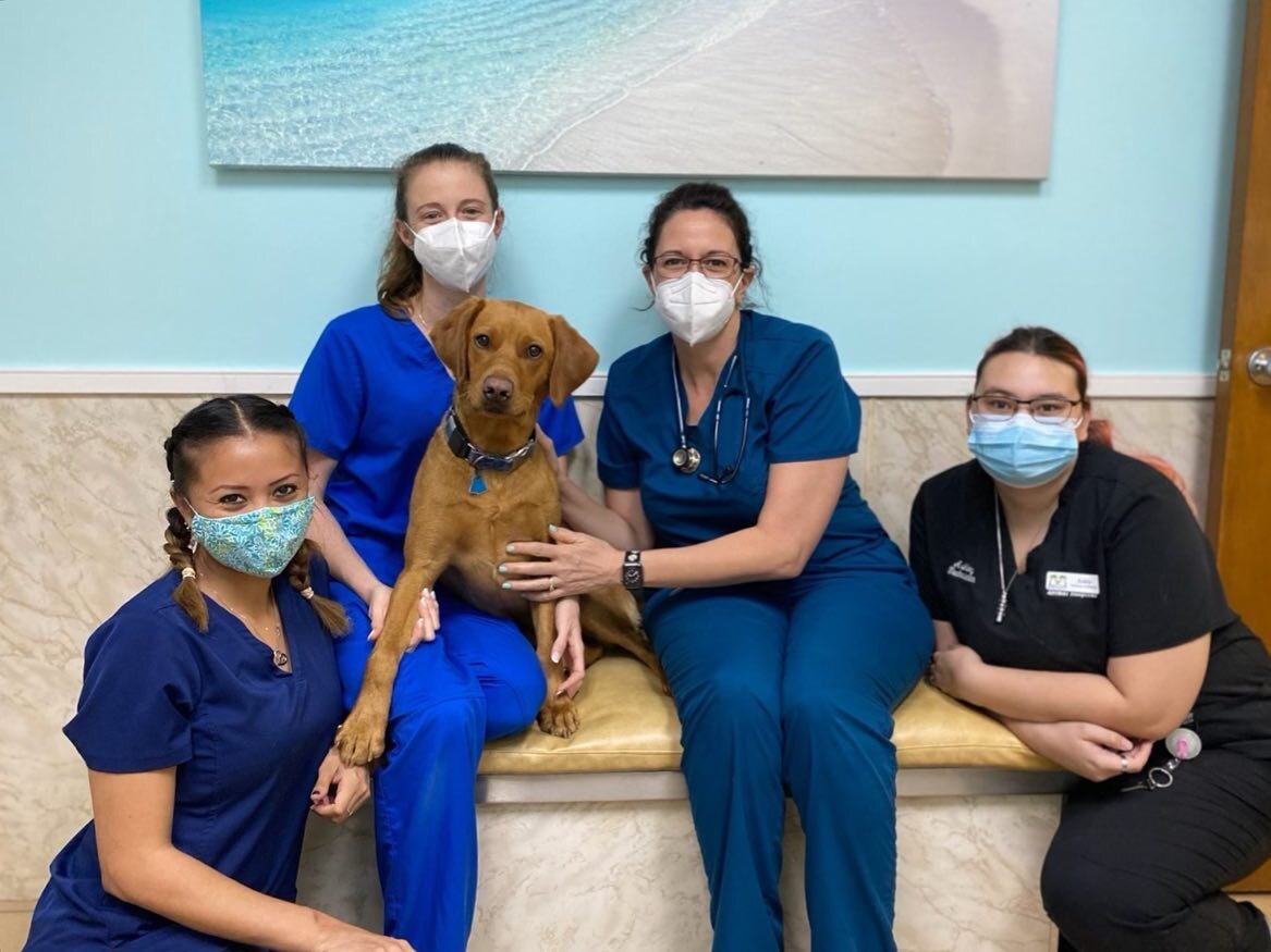 #mansbestfriendmonday continues with Lucy and her fan club. 🥰 Can we all take her home? 🐶
#royalpalmveterinarycenter