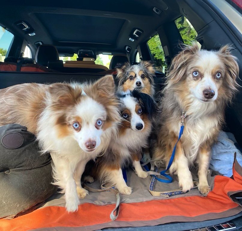 #backtothegrind ⚙️ When Monday comes, just roll with it...🚙🚗🐶🚕
🐶: Mini Australian shepherd family
#royalpalmveterinarycenter