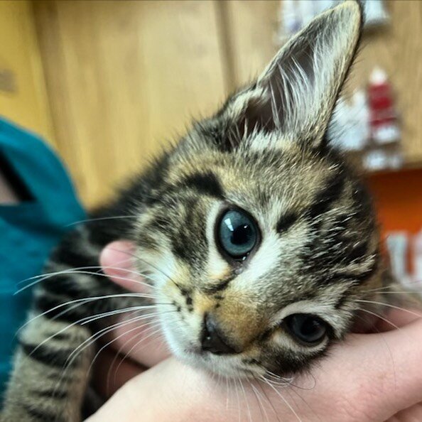 #ICYMI on FB, this little guy was featured on #FelineFriday dreaming of his fur-ever home. 🏡🐈🐈‍⬛💙