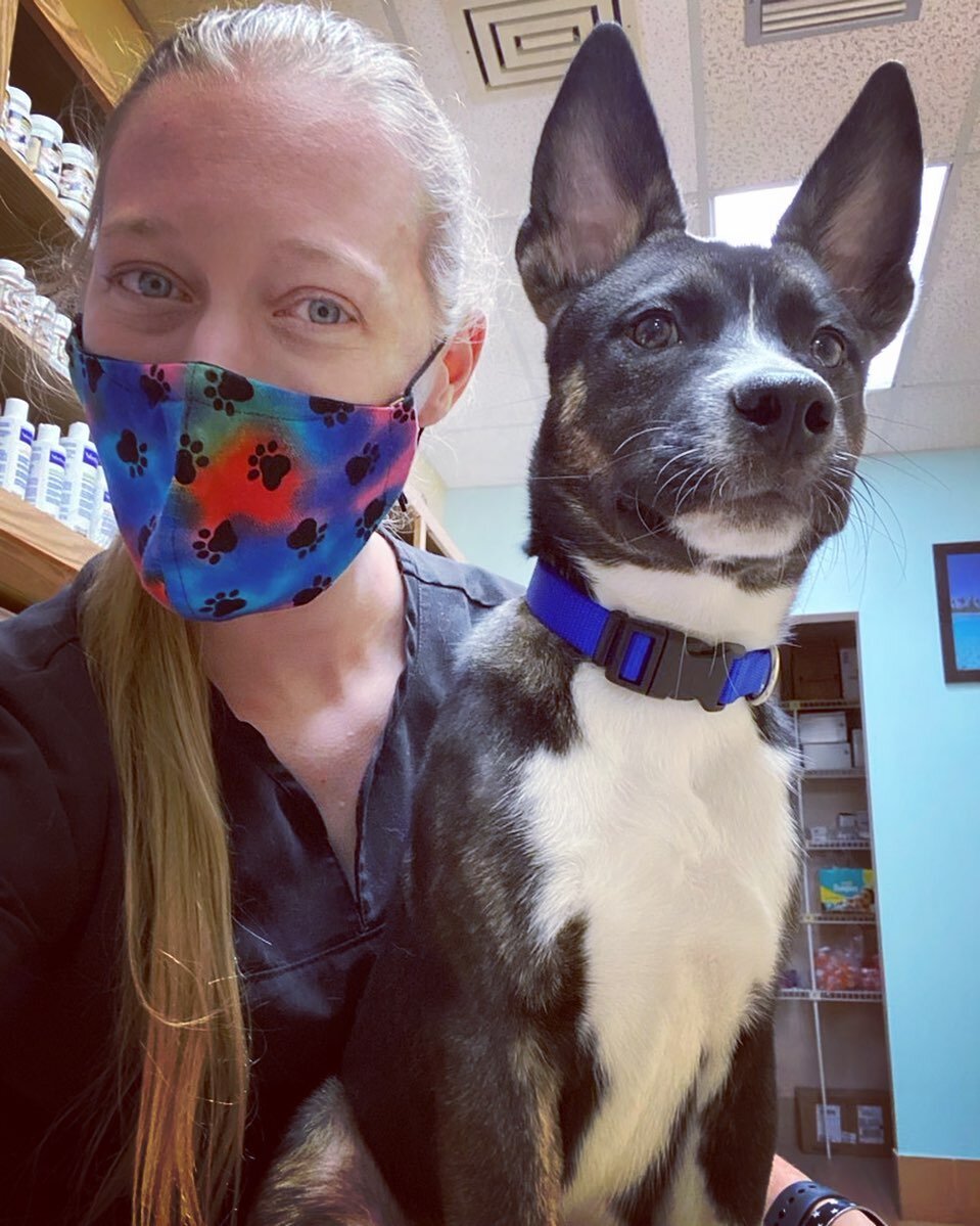 #mansbestfriendmonday starts the week off with a boom...Boomer that is! 💥 #babyboomer
#royalpalmveterinarycenter