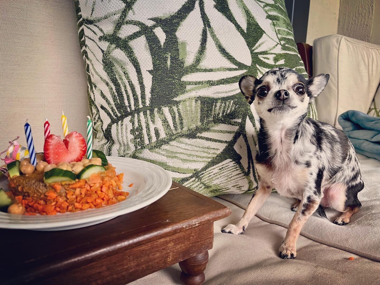 🥳 “I’m just so excited to eat my birthday cake!” 🎉 Wishing @adventuresofannchovy a happy 4th birthday from her family at RPVC. 🐾
#mansbestfriendmonday 🐶