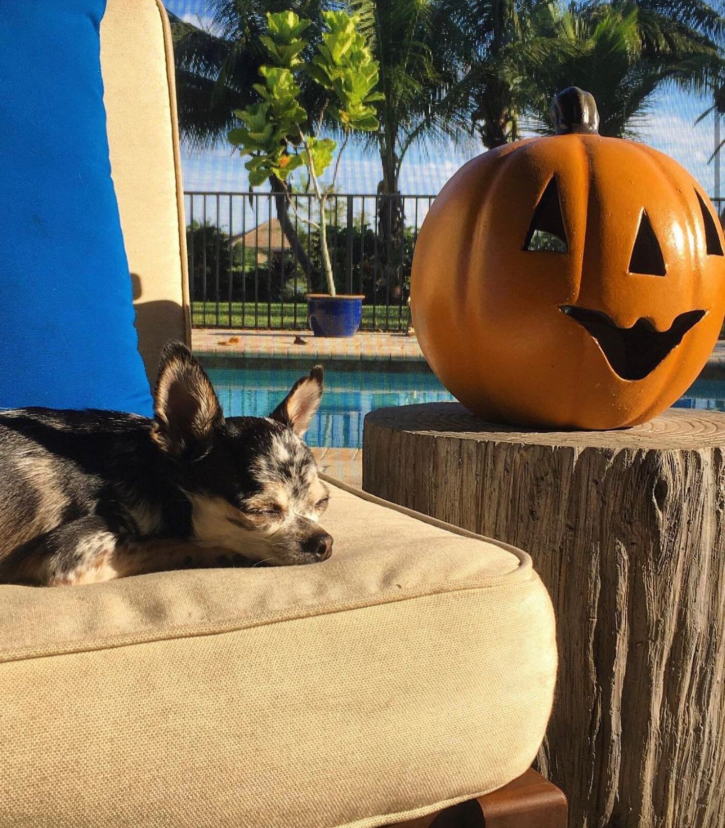 #repost #adventuresofannchovy wishing you a Happy 🎃 Halloween. Be safe out there 👻🧝‍♀️🦹🏽‍♂️🧟‍♀️🦇🦸‍♀️🍬🍭
#royalpalmveterinarycenter