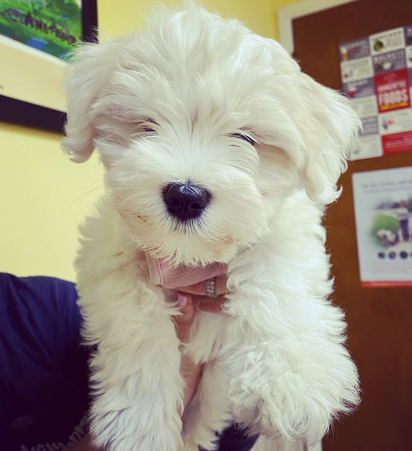 #springfever 🌷 Starting the Spring season with a couple new RPVC puppies 🐶 welcome Anna-Lou (Cockapoo) and Luna (Schnoodle) #mansbestfriendmonday #royalpalmveterinarycenter