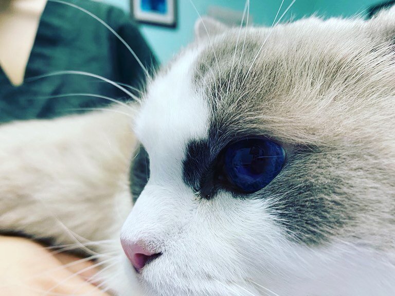 💙 Check out those blues! We have the Monday Morning Blues after a holiday break, but the deep ocean blue eyes of Gibbs and Magoo are mesmerizing. 😻