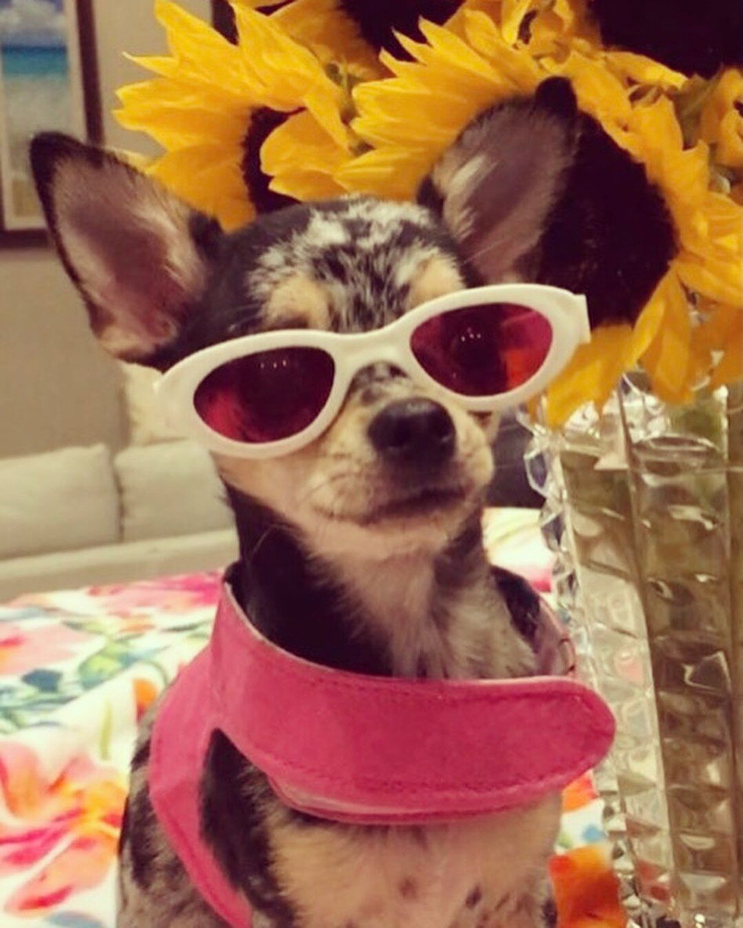 #nationaldressupyourpetday 🐶😎🥸
#royalpalmveterinarycenter