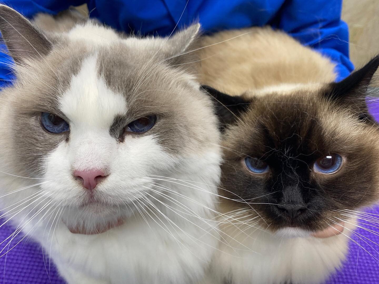 Two-day is 2/2/22 so we're bringing you double the cats and double the blue eyes!! ✌️💙✌️💙✌️✌️ #seeingdouble
#royalpalmveterinarycenter