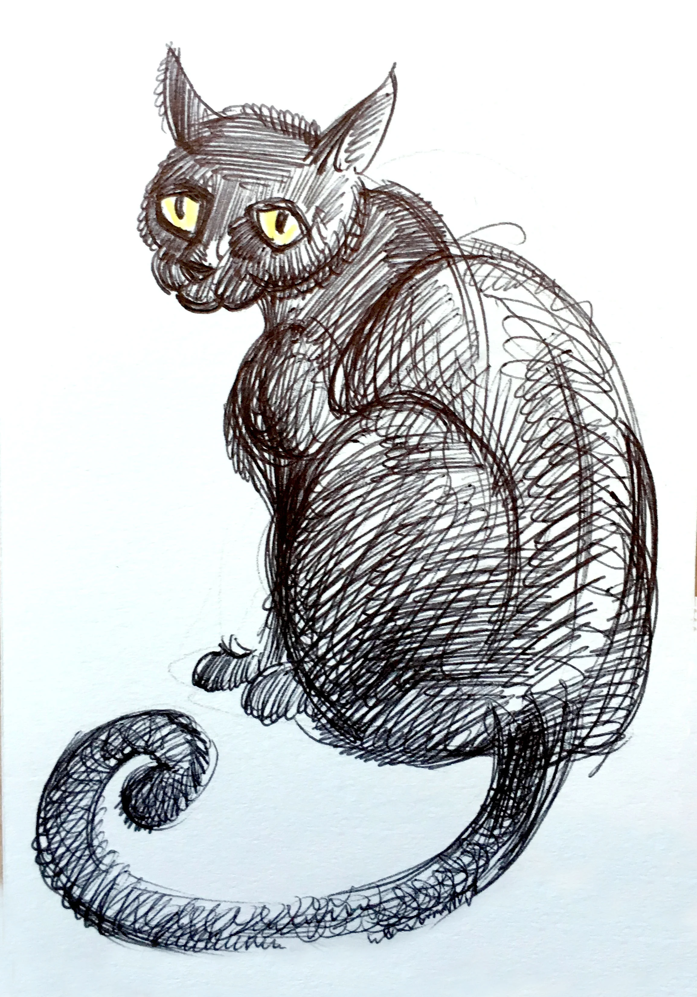 gatto_04.jpg