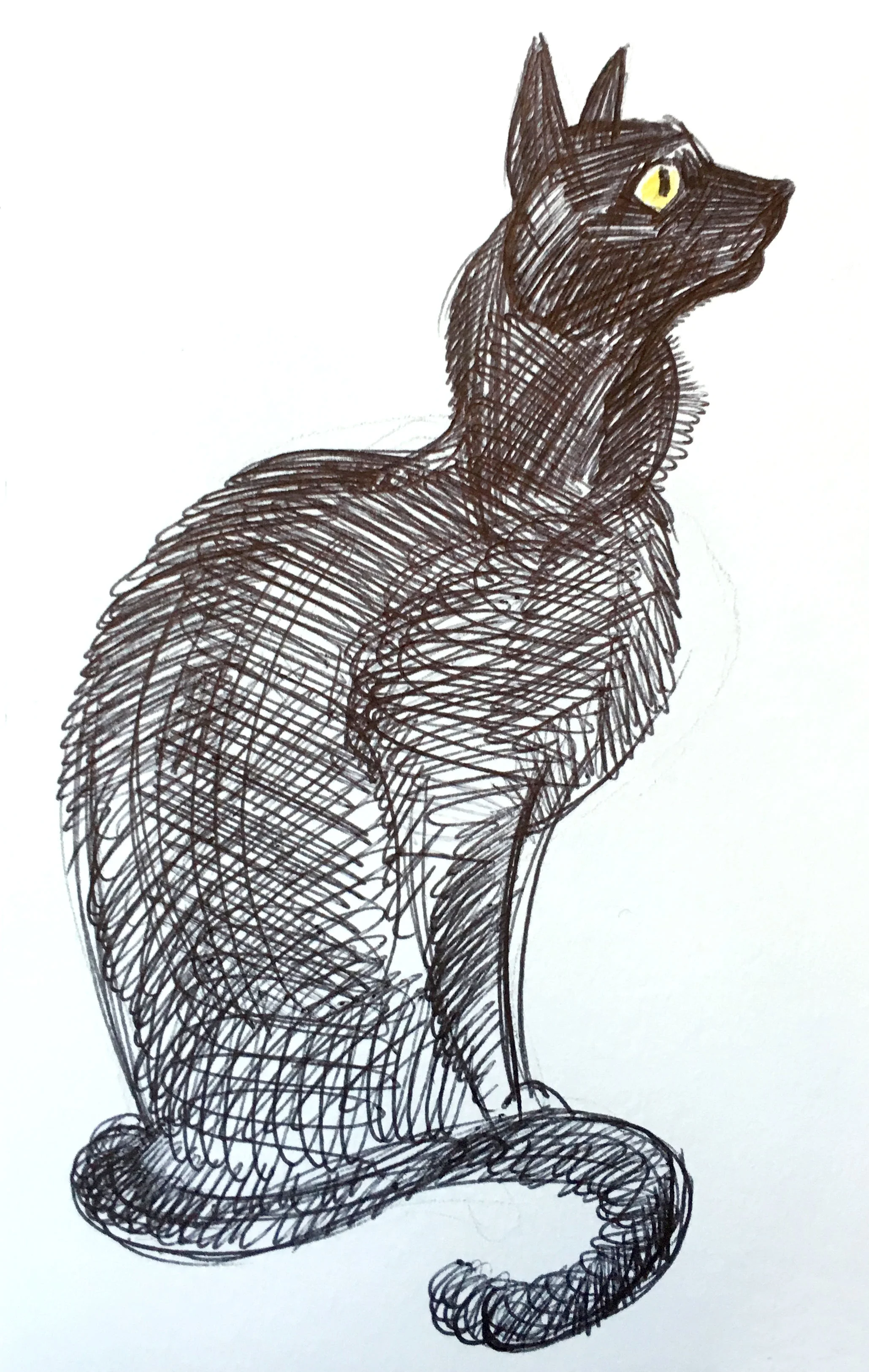 gatto_02.jpg