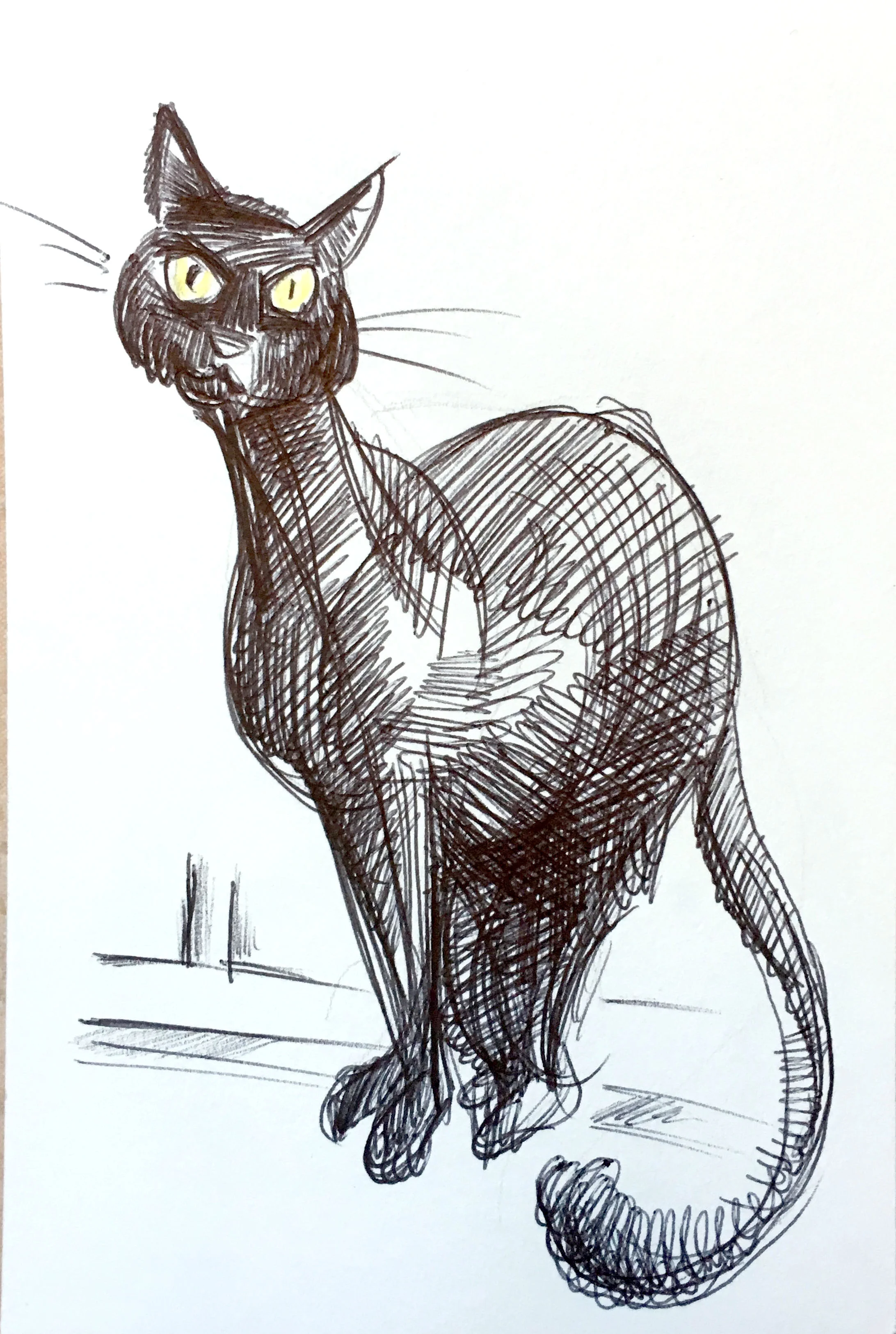 gatto_03.jpg